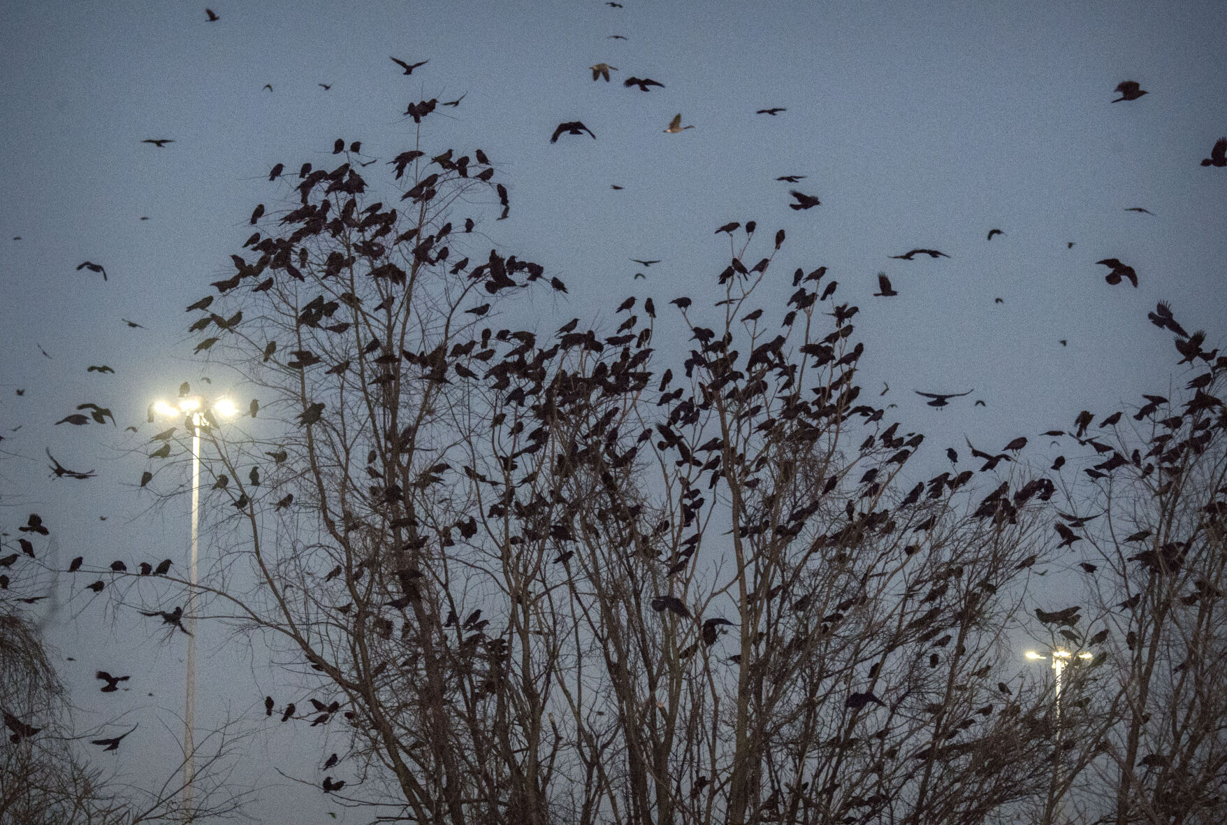 Crows